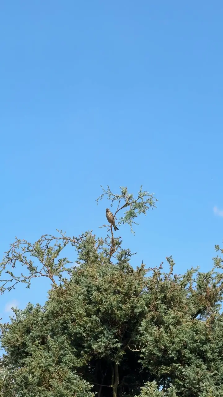 16329573_2160_3840_60fps.mp4