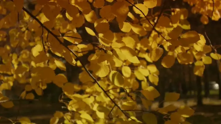 11040176-hd_1920_1080_24fps.mp4