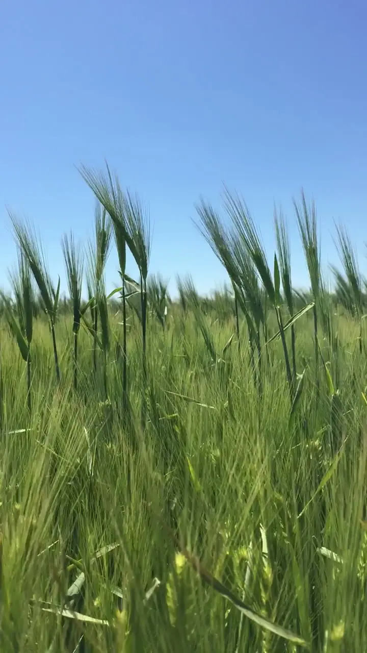 15093899_1080_1920_30fps.mp4