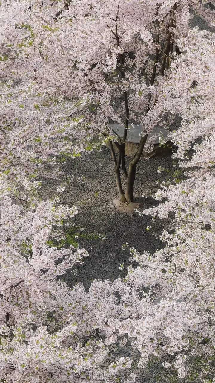 15749259_2160_3840_60fps (1).mp4