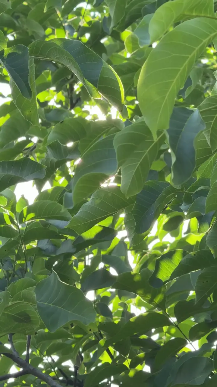 16329609_2160_3840_60fps.mp4