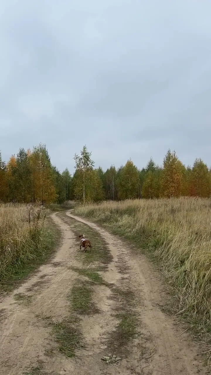 12598818_1080_1920_60fps.mp4